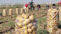 البطاطــا الجزائريـة.. إنتاج وفــير ونوعيــة عاليــة