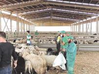سيـــدي بلــعباس.. 6 نقاط للحجر  الصحي و14 نقطة بيع