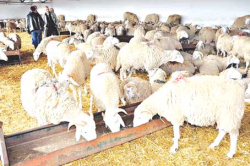استيراد مليون رأس..أضحية العيد للجميع