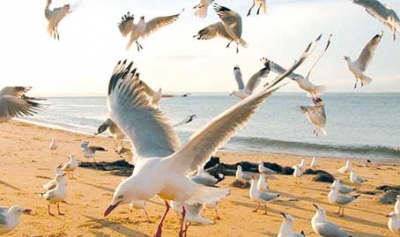 شواطئ ذهبية ببومرداس استوطنتها طيور النّورس لملء فراغ المصطافين