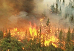 الحرائق تتلف 378 هكتار من الغابات عبر التراب الوطني خلال 24 ساعة
