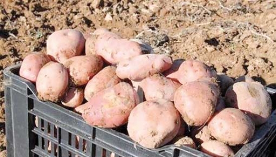 تقليص واردات بذور البطاطا أهم أهداف القطاع