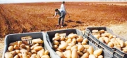    سكيكدة الأولى وطنيا في إنتاج بذور البطاطس