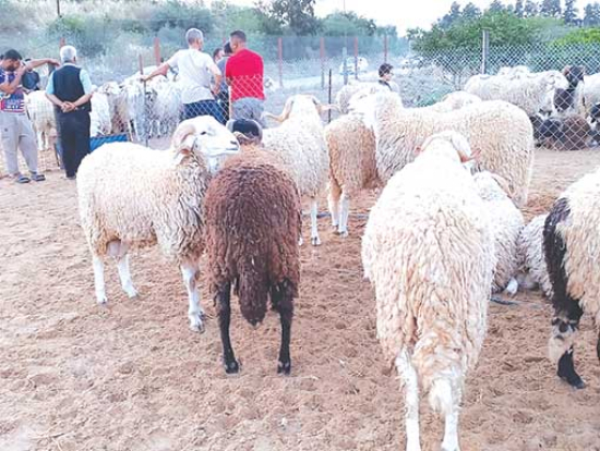 النعامة.. أسواق وفضاءات جوارية لبيع الأضاحي المحلية