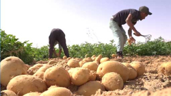 الزراعة المحلية تجني ثمار الإصلاحات الاقتصادية