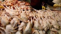 تيبازة: حجز 5 قناطير من الدجاج الفاسد موجها للإستهلاك