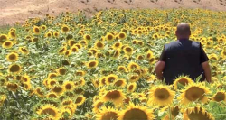 بــرج بوعريريـج.. تجـارب ناجحة في زراعـة دوار الشمـس