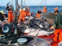 الجزائر تنجح في صيد حصتها من التونة الحمراء