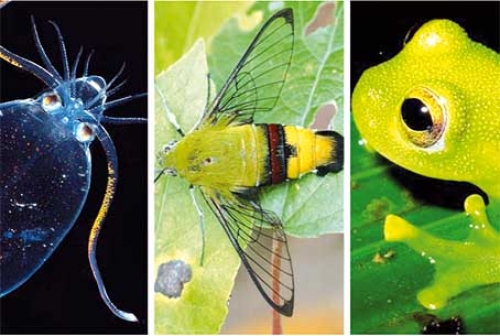 6 كائنات سحرية شفافة