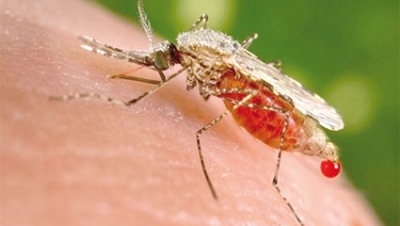 «الملاريا»  بورڤلــة  هل تستدعي القلق؟