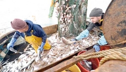 صيادو سمك اسكتلنديون يحتجون على إجراءات ما بعد «بريكست»