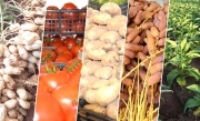 آفاق واعدة لترقية صادرات الخضروات والتّـمور بالوادي