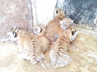 ولادة خمسة توائم من النمور بحديقة الأطلس