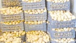 تدعيم الأسواق بـ 3 آلاف قنطار من البطاطا