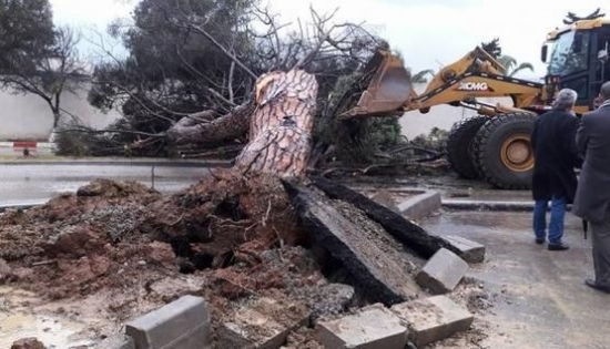 سقوط شجرة صنوبر كبيرة ببن عكنون بالعاصمة لم يخلف أضرارا بشرية