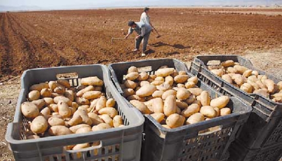 حماية منتوج البطاطا الاستراتيجي في يوم دراسي بسكيكدة