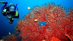 نهب كميات هائلة من المرجان بالسواحل الجزائرية