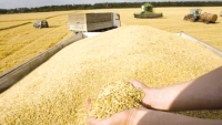 توقع انتاج الحبوب بأكثرمن مليوني  قنطار