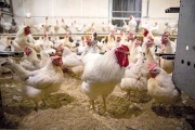 بداية إنتاج الدجاج البيّاض وأسعار البيض ستتهاوى نهاية الأسبوع