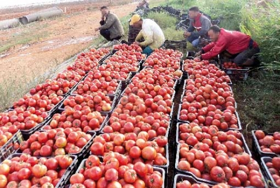 إنتاج الطماطم الصناعية تجاوز 4 ملايين قنطار