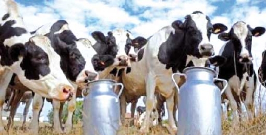 مربّو الأبقار ينتظرون قرار السّلطات المحلية