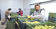 تصدير تفاح الأوراس .. مصدر ثروة جديدة