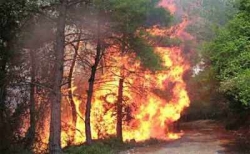 انخفاض يقارب 50 بالمائة في خسائر حرائق الغابات بالجزائر العاصمة خلال السنة الجارية