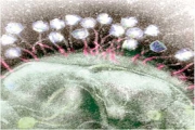 نهج وراثي جديد لدراسة تفاعلات الفيروسات والميكروبات
