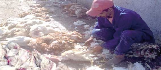 مذابح دجاج عشوائية خطر على صحة المستهلك ببومرداس