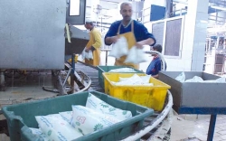 رفع إنتاج الحليب المبستر إلى 430 ألف لتر يوميا في شهر رمضان