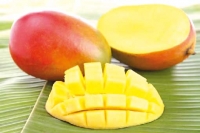فاكهة المانغو تقلل من  خطر الإصابة بالسرطان