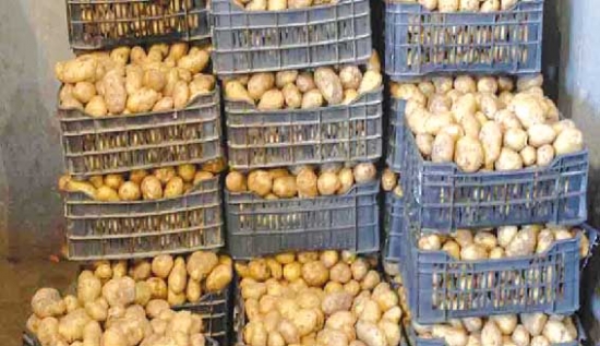 التحكم في تقنيات تخزين وتبريد البطاطس لضمان الجودة والتصدير