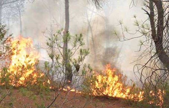 النيران تُهلك 555.87 هكتار من الثروة الغابية في البليدة
