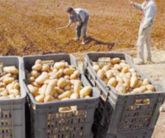 تقلص المساحات المخصّصة لزراعة البطاطا