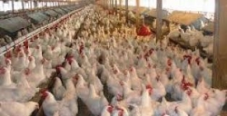 المدير العام لمجمع تربية الدواجن عيسات محمد ايدير: عزوف المربين عن تربية الدجاج سبب إلتهاب الأسعار