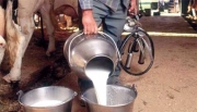 ولاية بلعباس رائدة في إنتاج الحليب بـ 95 مليون لتر سنويا