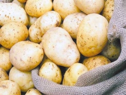 إخراج البطاطا المخزّنة لضبط الأسواق