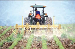 وهـران.. موسـم فلاحـي  واعـد في الأفـق