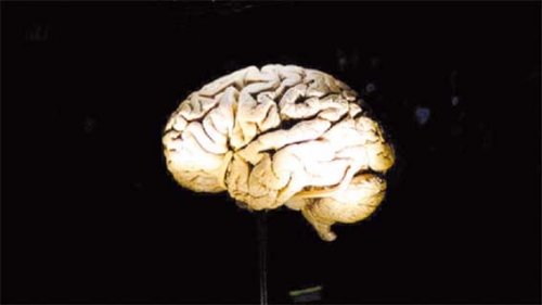 «صمغ الدماغ» قد يصلح الأجزاء التالفة فيه