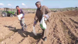 مستغانم.. انطـلاق عمليــة غرس البطاطـا الموسميــة