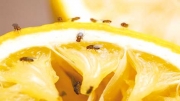تطوير علاج قد يطيل عمر ذبابة الفاكهة الافتراضي بنسبة 9%