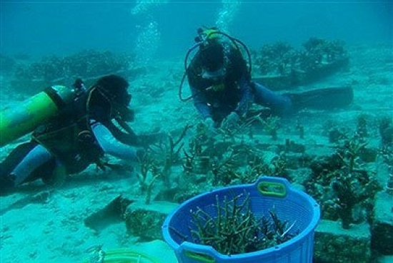 وزارة الدفاع : توقيف 7 غطاسين دون رخصة وضبط أجهزة محظورة لصيد المرجان بالقالة