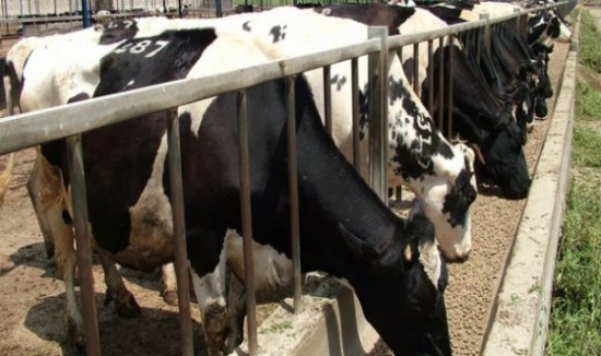 وزارة الفلاحة تعيد فتح نشاط استيراد الأبقار بعد تطويق بؤر الحمى القلاعية