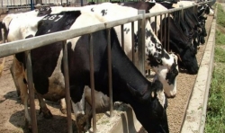 وزارة الفلاحة تعيد فتح نشاط استيراد الأبقار بعد تطويق بؤر الحمى القلاعية