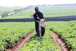 الزراعـة الموسميـة.. مفتـاحُ النهوض بالاقتصـاد المحلـي