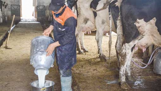 إنتاج 68 مليـونا و171 ألــف لــتر  من الحليـب خلال السداسي الأول