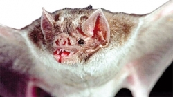 اكتشــاف أول أقــــارب فيروس الحصبة الألمانية في الخفافيش في أوغندا والفئران في ألمانيا