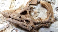 جمجمة نادرة تكشف سرّا مثيرا حول أكبر الديناصورات العاشبة