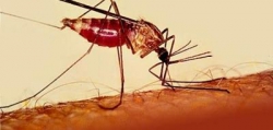 الصحة: الحالات المالاريا التي تسجل بالجزائر كلها حالات مستوردة ولاتدعو للقلق