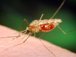 غرداية : تسجل 3 حالات إصابة بداء الملاريا